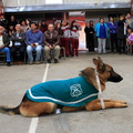 Carabineros de Chillán exhibe ejercicios de adiestramiento de sus perros en Escuela Puerta de la Cordillera de Pinto 24-04-2017 (2).jpg