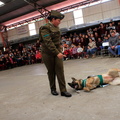 Carabineros de Chillán exhibe ejercicios de adiestramiento de sus perros en Escuela Puerta de la Cordillera de Pinto 24-04-2017 (8)