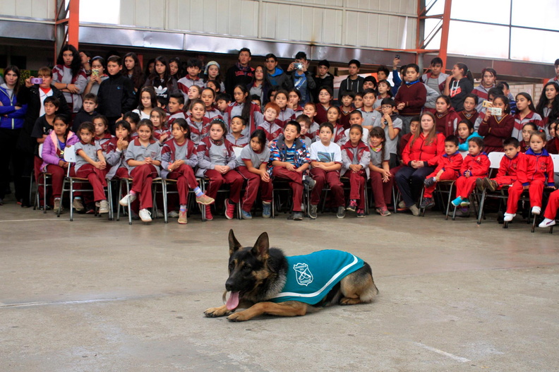 Carabineros de Chillán exhibe ejercicios de adiestramiento de sus perros en Escuela Puerta de la Cordillera de Pinto 24-04-2017 (11)