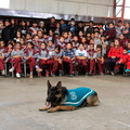 Carabineros de Chillán exhibe ejercicios de adiestramiento de sus perros en Escuela Puerta de la Cordillera de Pinto 24-04-2017 (11)