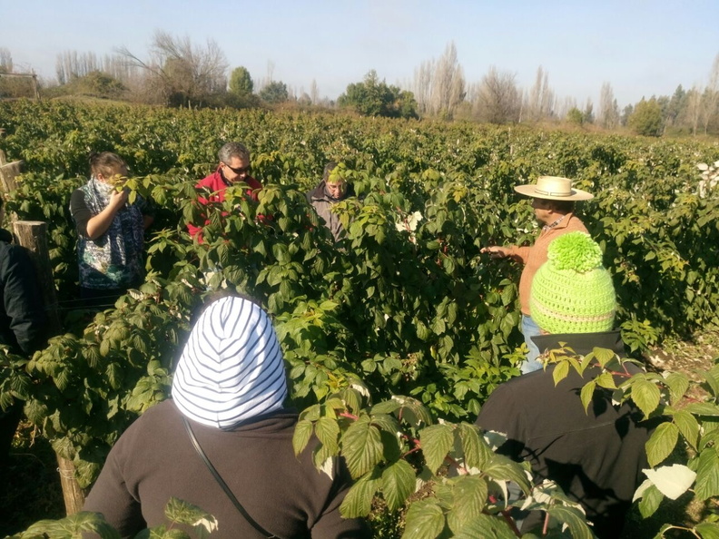 PRODESAL realiza gira técnica con 18 usuarios del rubro Berries al vivero PLANASA en San Ignacio 14-06-2017 (16).JPG
