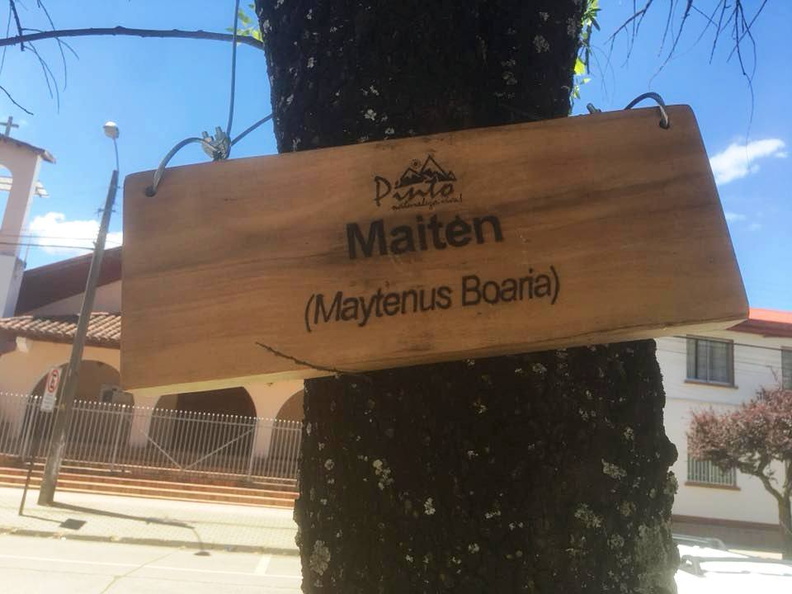 Instalación de nuevos letreros para identificar los árboles nativos y exóticos de la Plaza de Armas de Pinto 09-11-2017 (1)