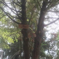 Instalación de nuevos letreros para identificar los árboles nativos y exóticos de la Plaza de Armas de Pinto 09-11-2017 (2).jpg