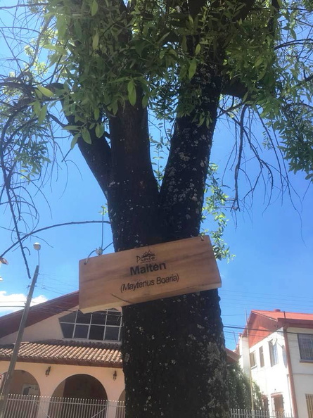 Instalación de nuevos letreros para identificar los árboles nativos y exóticos de la Plaza de Armas de Pinto 09-11-2017 (4)