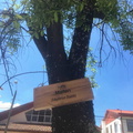 Instalación de nuevos letreros para identificar los árboles nativos y exóticos de la Plaza de Armas de Pinto 09-11-2017 (4).jpg