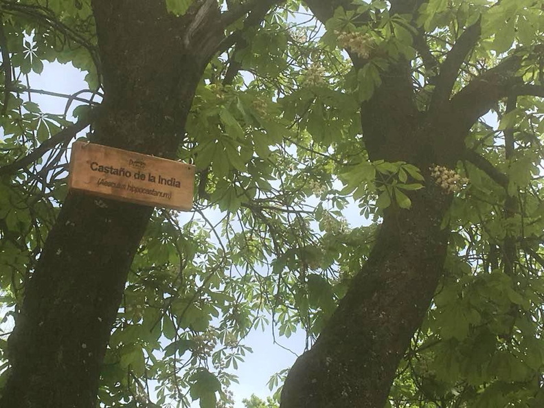Instalación de nuevos letreros para identificar los árboles nativos y exóticos de la Plaza de Armas de Pinto 09-11-2017 (8)