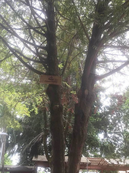 Instalación de nuevos letreros para identificar los árboles nativos y exóticos de la Plaza de Armas de Pinto 09-11-2017 (9)