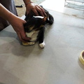 En el Gimnasio Municipal se realizó el operativo de esterilización con más de 150 mascotas de la Comuna de Pinto 20-01-2018 (3).jpg