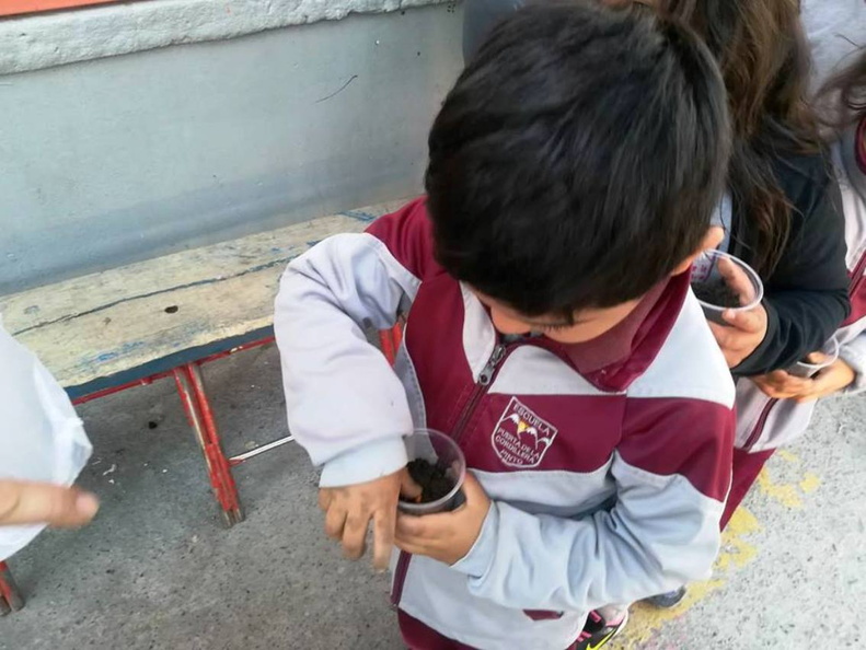 Alumnos realizan almacigo en vasitos desechables en la Escuela Puerta de la Cordillera 15-11-2018 (2)