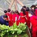 Cosecha de acelgas del invernadero de la escuela de lenguaje Pinto y Aprendo 05-12-2018 (2).jpg