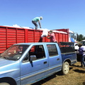 Entrega de 1.225 sacos de pellets de alfalfa para el ganado de 49 agricultores 26-01-2022-2 (13).jpg