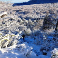 Trekking en la nieve ruta Los Pangues y Cascada Rucapiren 12-06-2023 (8).jpg