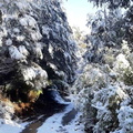Trekking en la nieve ruta Los Pangues y Cascada Rucapiren 12-06-2023 (16)